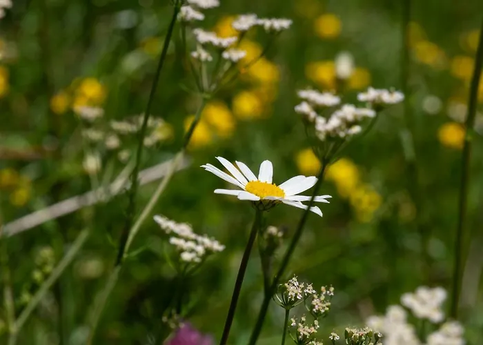 Haus Tanneck 图克斯